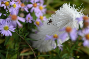 (Bild: sciaredo-tiere)