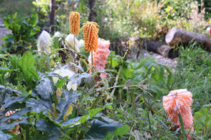 (Bild: plastophyten)