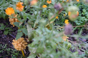 (Bild: plastophyten)