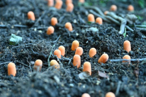 (Bild: plastophyten)