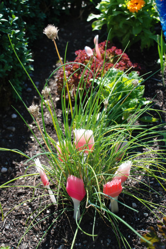 In der Bildansicht öffnen (Bild: sachseln)